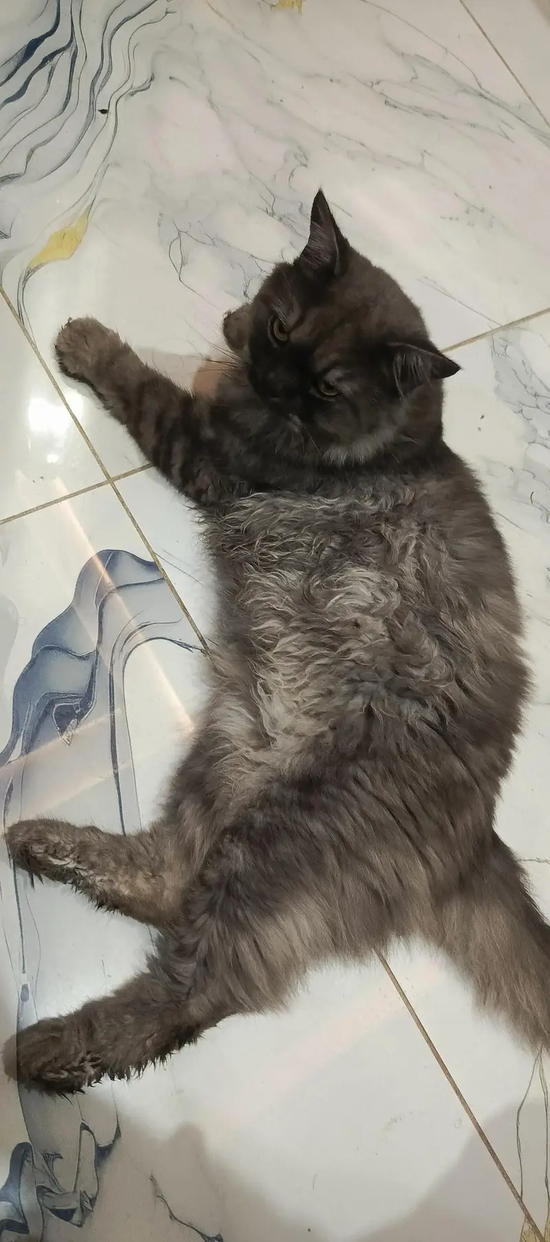 Persian cat — photo 5