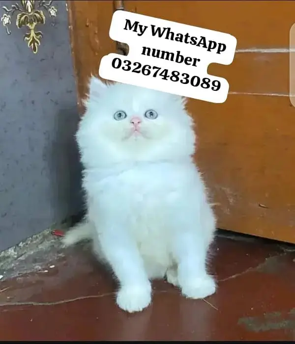Persian cat 2month age for sale