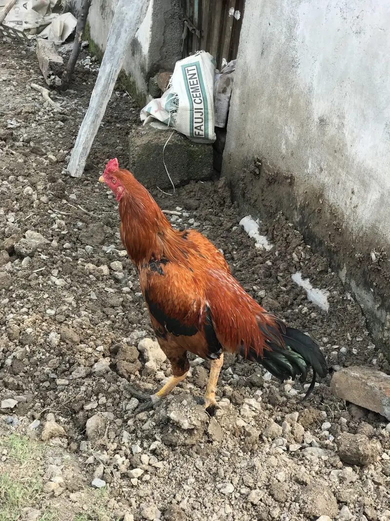 Aseel Patha — photo 2