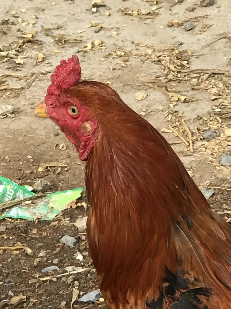 Aseel Patha — photo 3