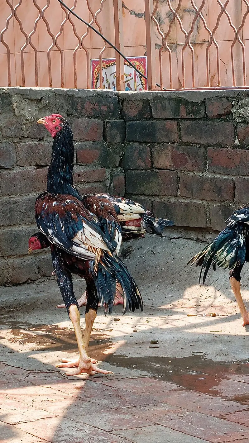 home breed dasi murgia. . . anday da Rahi Hain. . age 1.5 year — photo 2