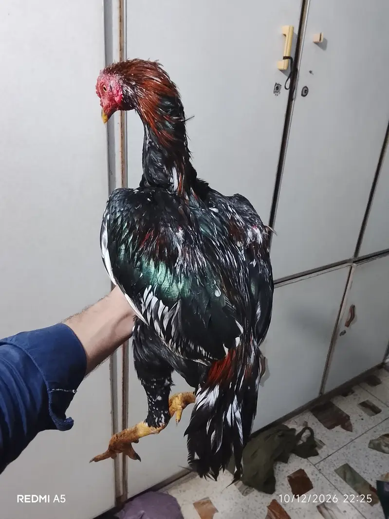 Full & Final 15,000  Jesi cheez wese pese  Contact No. 0335-2439560 — photo 3