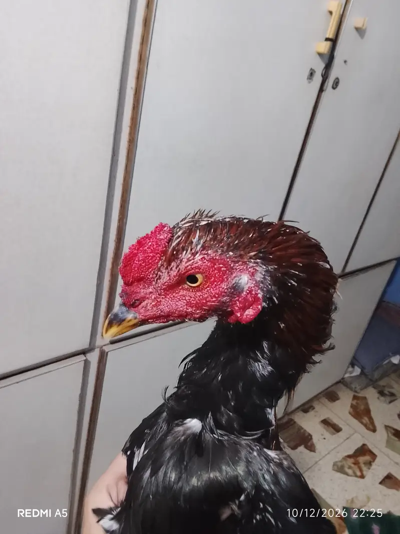 Full & Final 15,000  Jesi cheez wese pese  Contact No. 0335-2439560 — photo 5