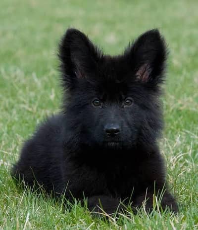 Imported black German shepherd dog
