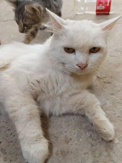 Persian cat for sale