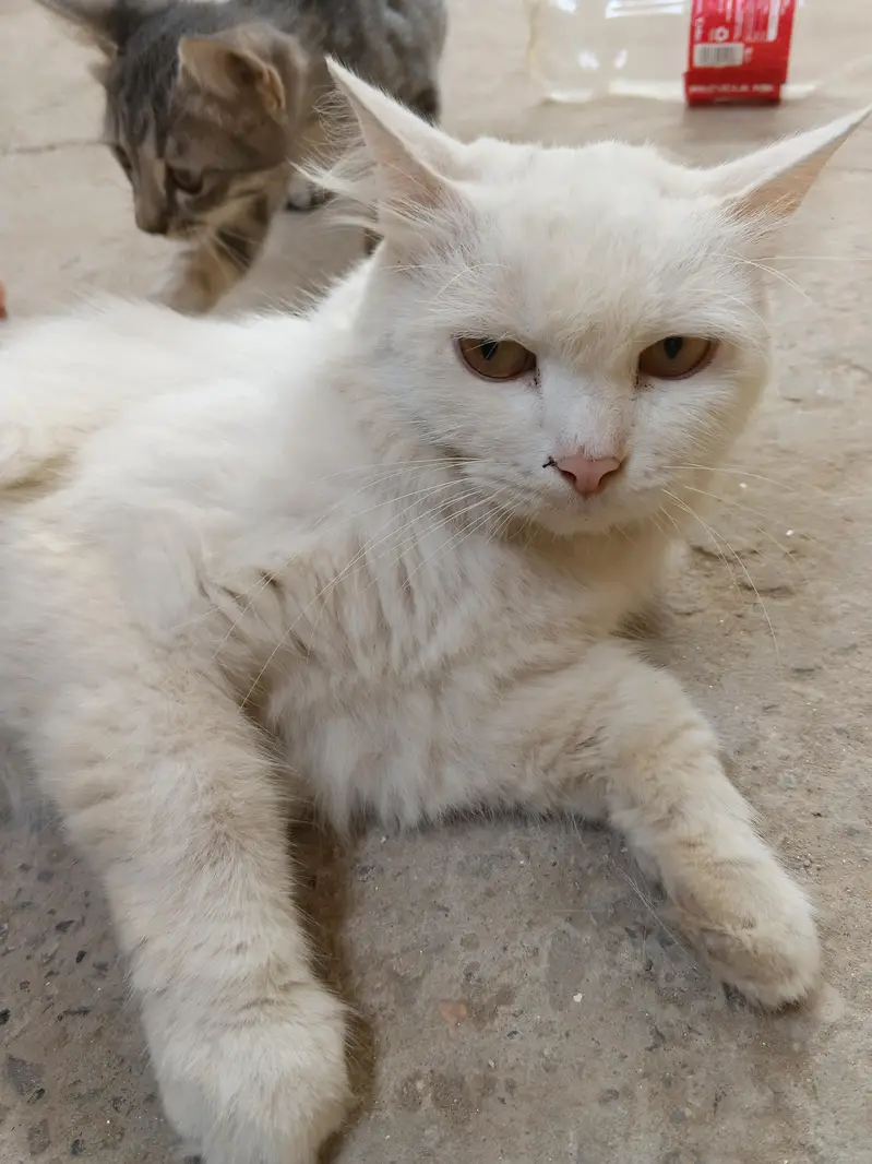 Persian cat for sale