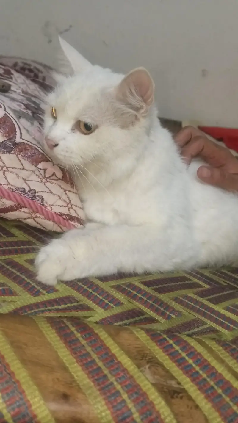 Persian cat for sale — photo 2