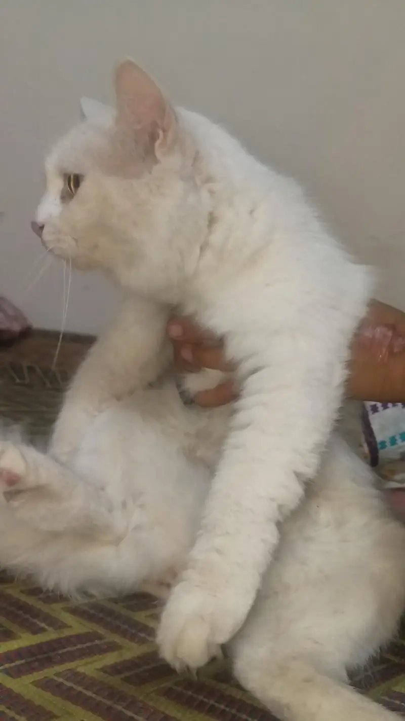 Persian cat for sale — photo 3