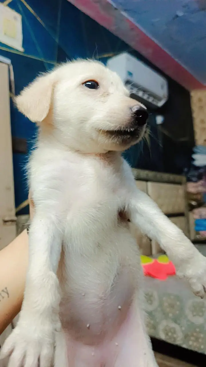 Labour Female Pup for sale