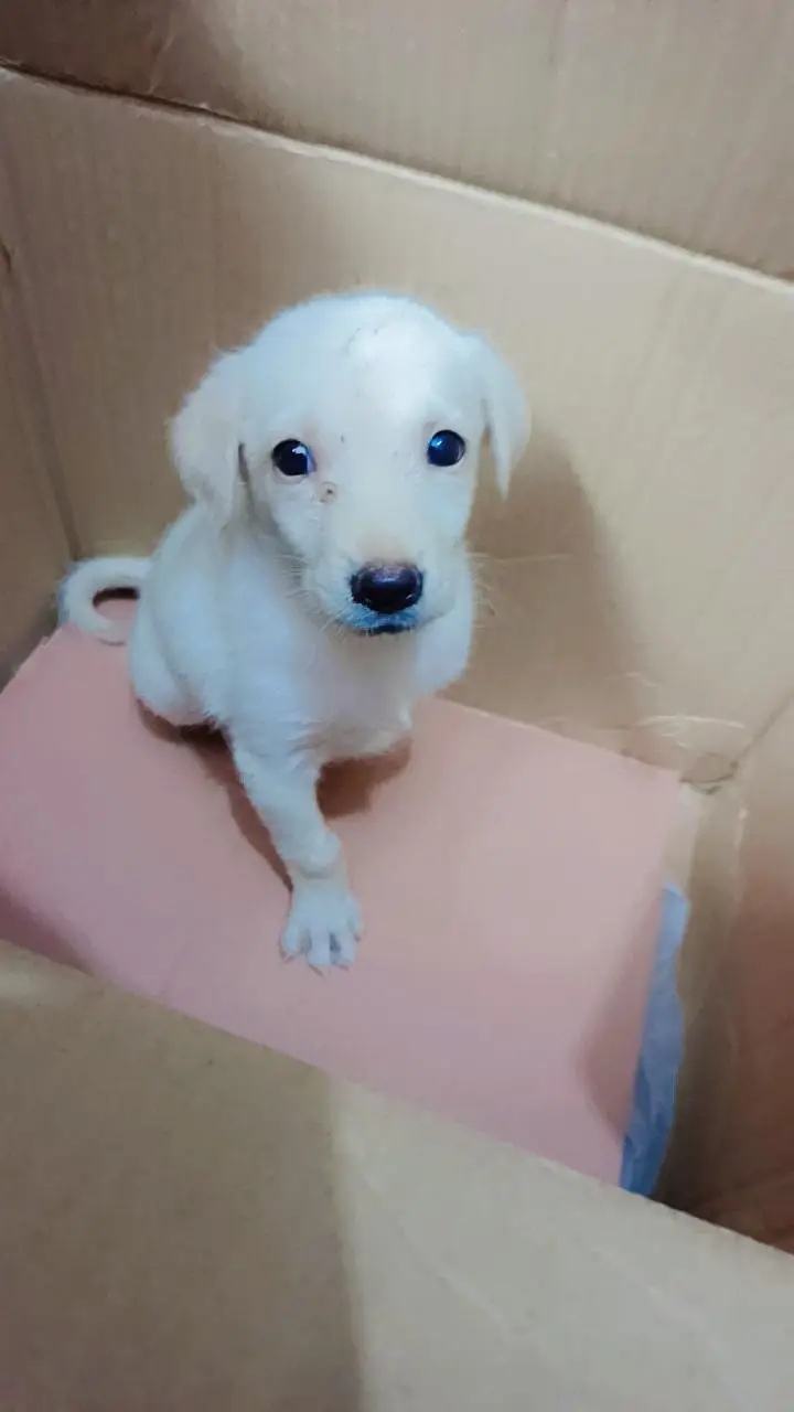 Labour Female Pup for sale — photo 2