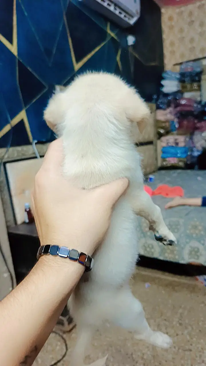 Labour Female Pup for sale — photo 3