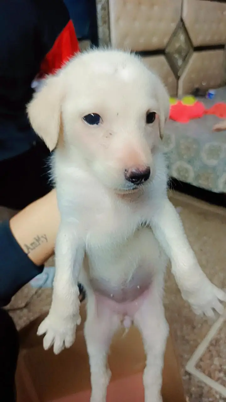 Labour Female Pup for sale — photo 4