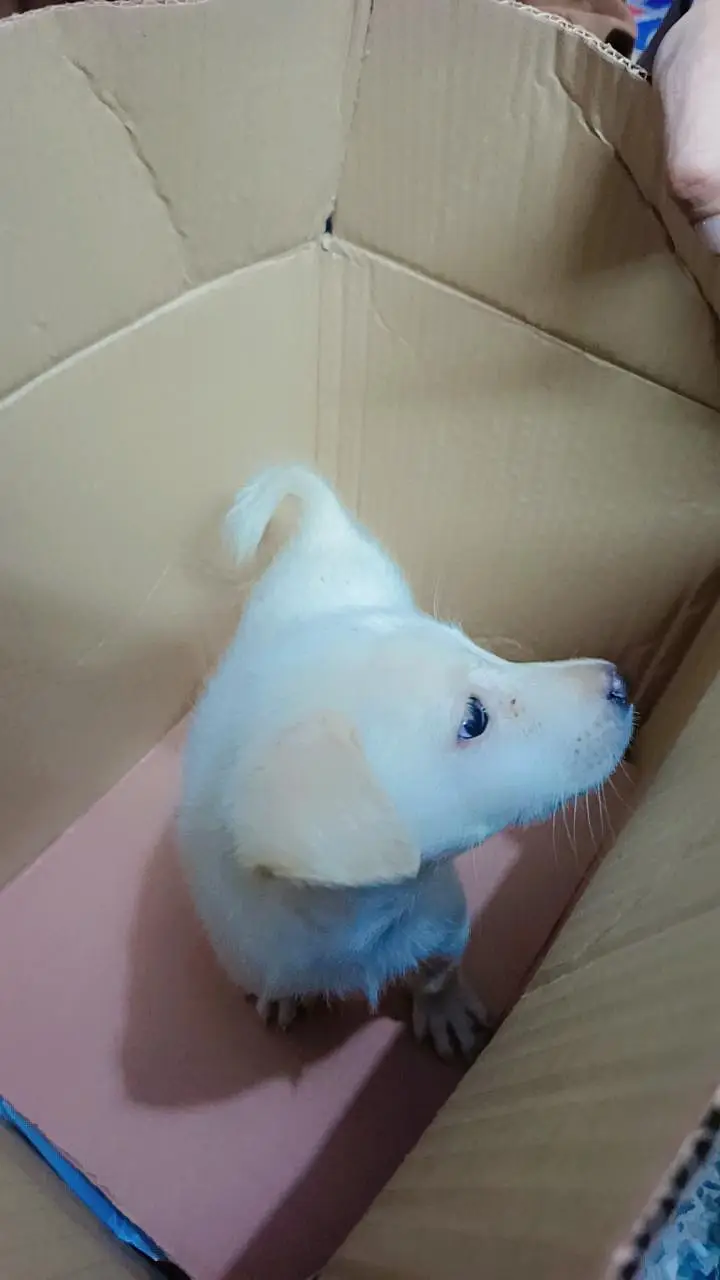 Labour Female Pup for sale — photo 5