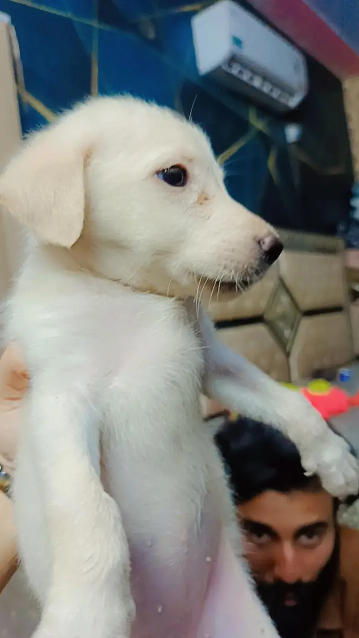 Labour Female Pup for sale — photo 6