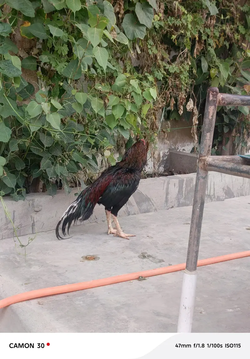 Aseel home breed