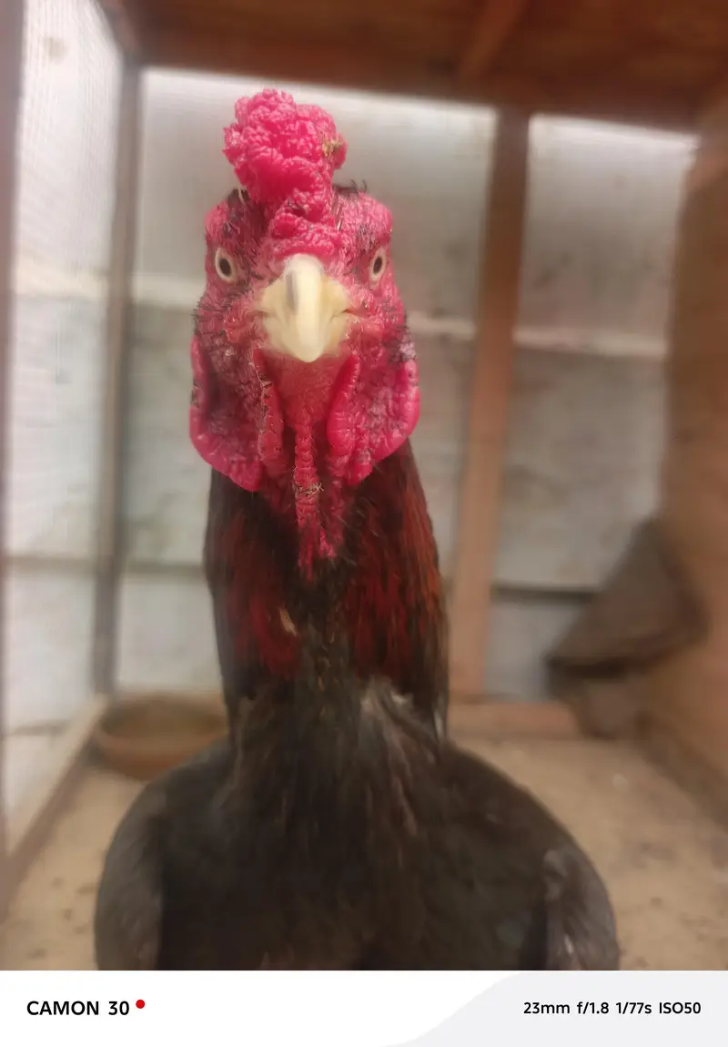 Aseel home breed — photo 2