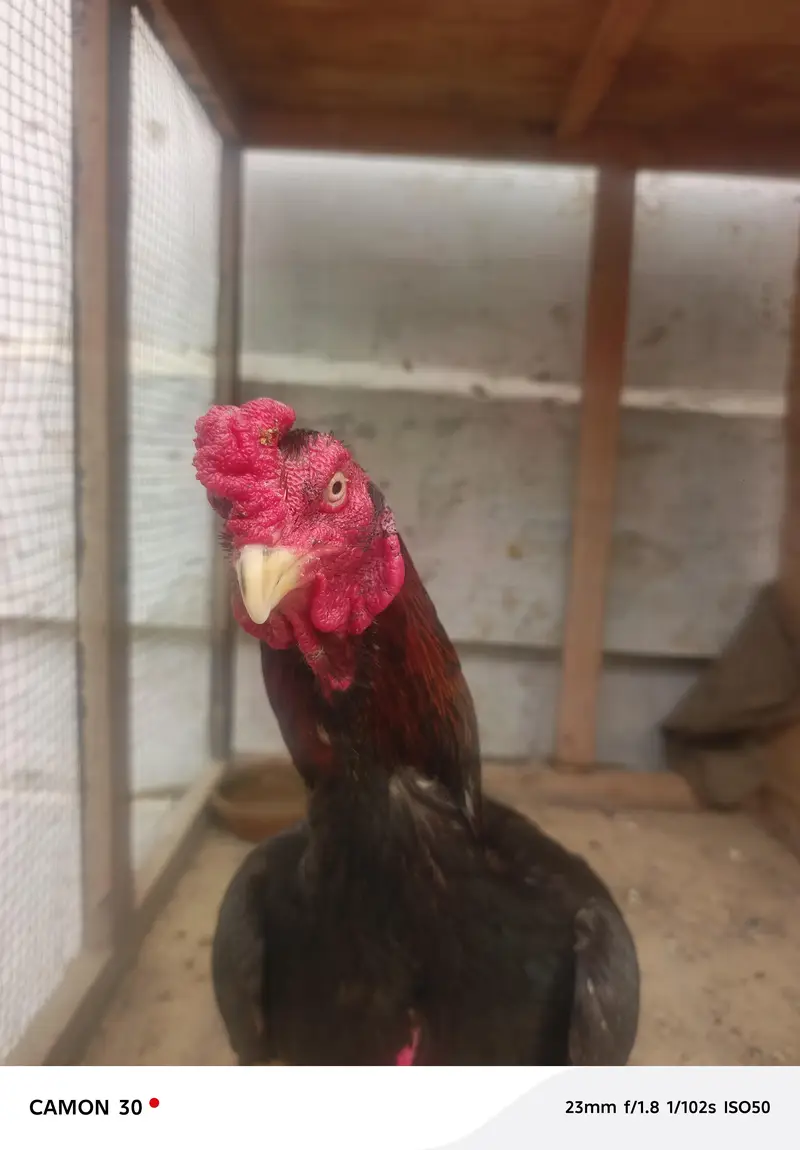 Aseel home breed — photo 3