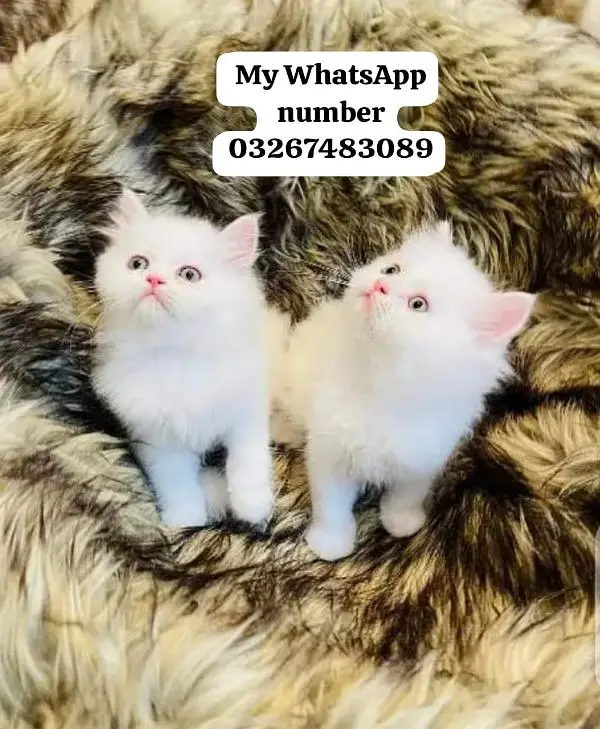 Persian cat 2month age for sale