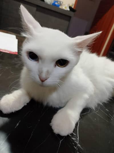 Persian cat and 2 kittens