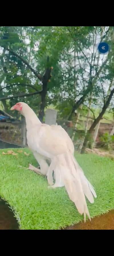 Heera and mushka pair || heera aseel pathay || mushka ready to breed