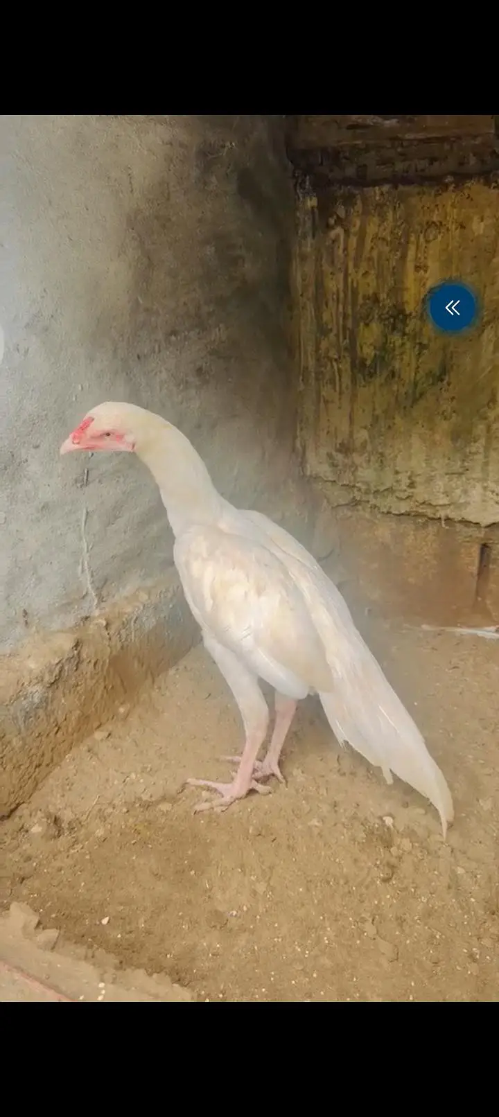 Heera and mushka pair || heera aseel pathay || mushka ready to breed — photo 2