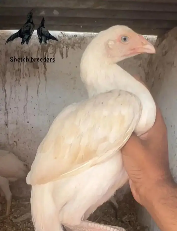Heera and mushka pair || heera aseel pathay || mushka ready to breed — photo 3