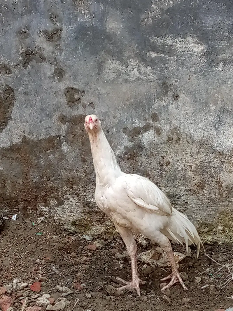 Heera and mushka pair || heera aseel pathay || mushka ready to breed — photo 4