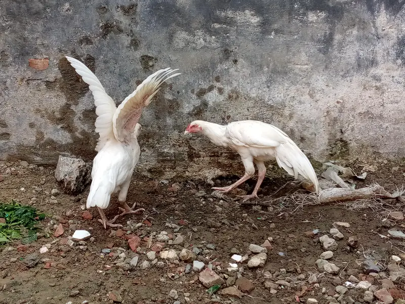 Heera and mushka pair || heera aseel pathay || mushka ready to breed — photo 5