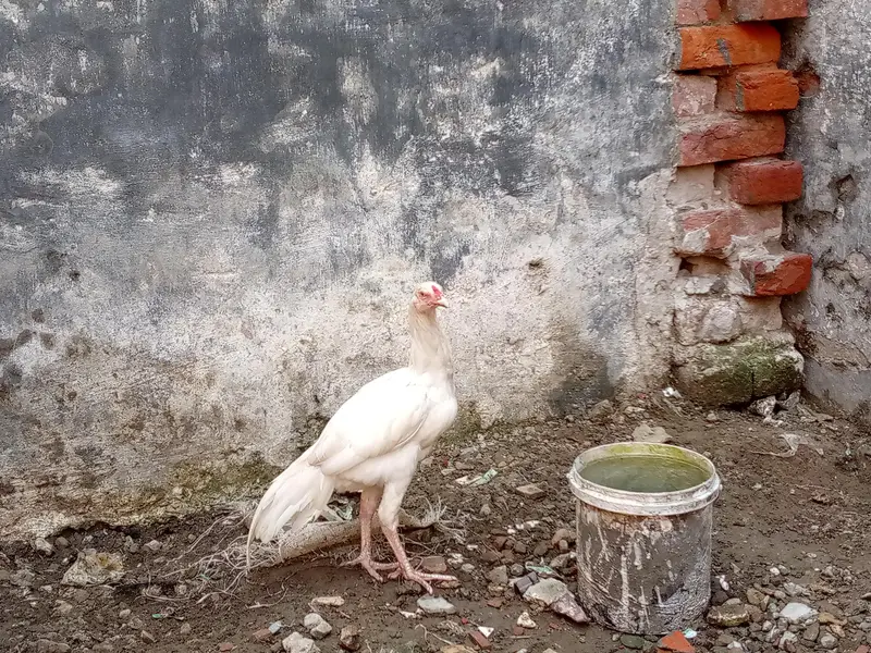 Heera and mushka pair || heera aseel pathay || mushka ready to breed — photo 6