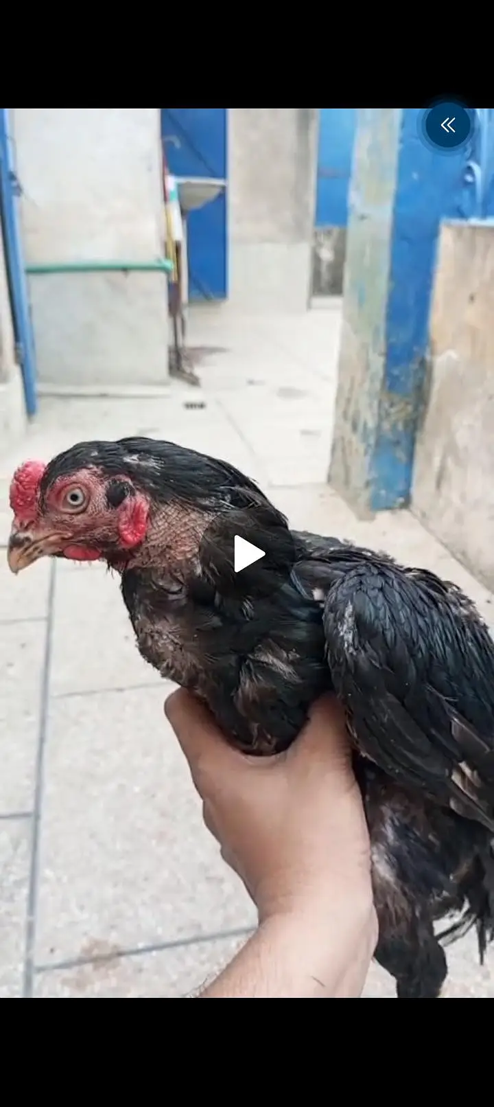 Heera and mushka pair || heera aseel pathay || mushka ready to breed — photo 7