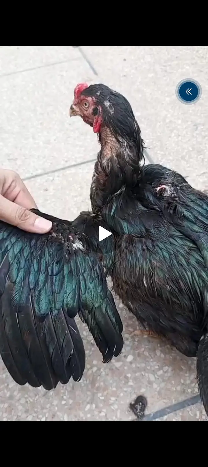 Heera and mushka pair || heera aseel pathay || mushka ready to breed — photo 8