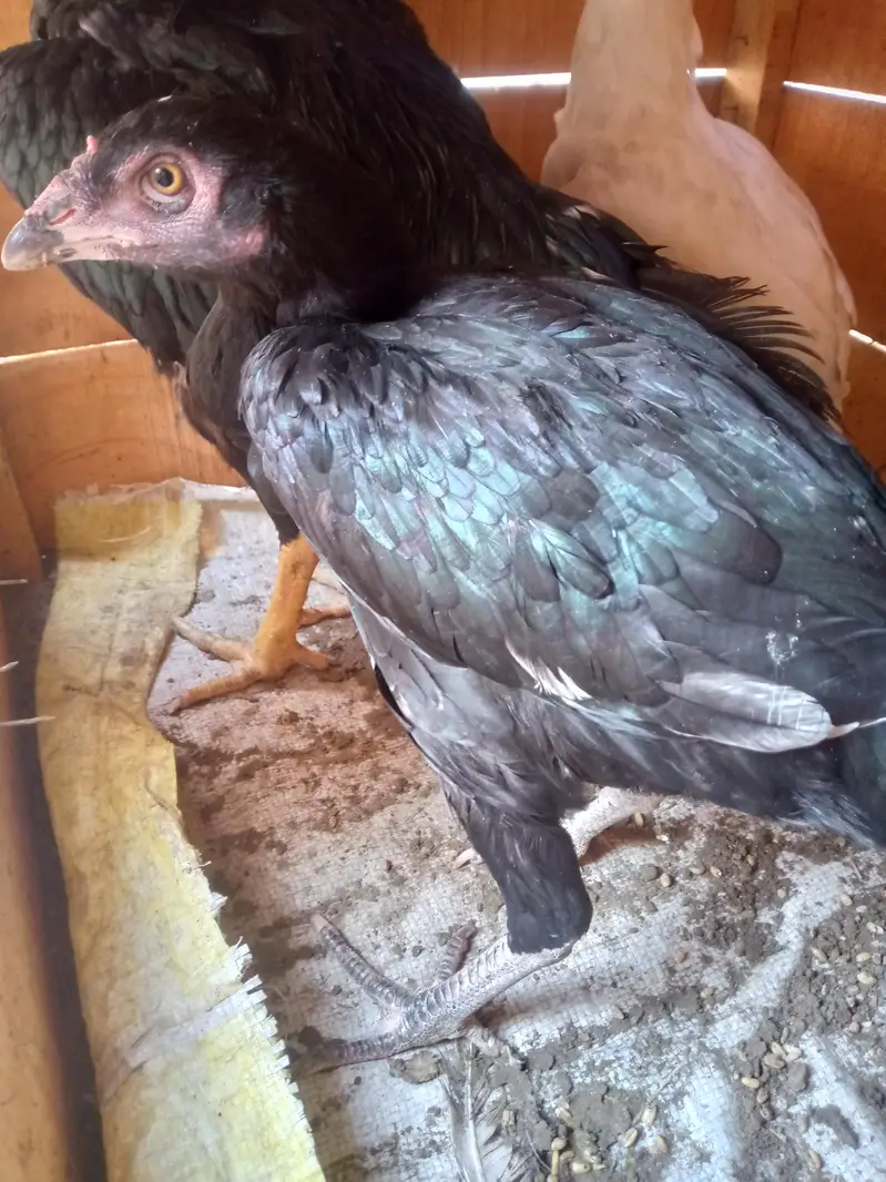 Heera and mushka pair || heera aseel pathay || mushka ready to breed — photo 10