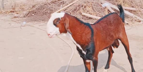 Bakra available for sale call""03230718297
