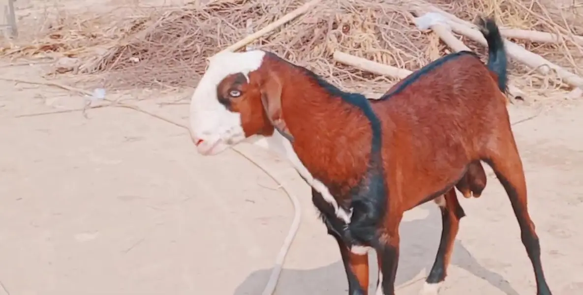 Bakra available for sale call""03230718297