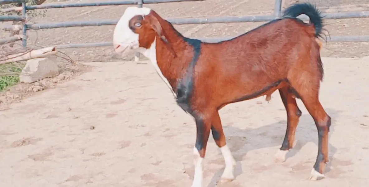 Bakra available for sale call""03230718297 — photo 3