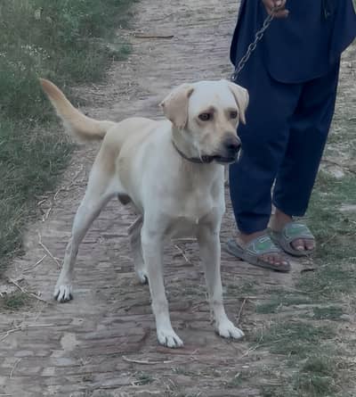 Lebrador dog for salee