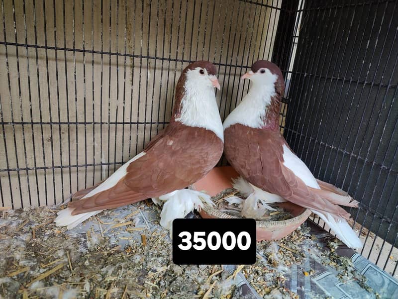 Fancy pigeons different prices 5
