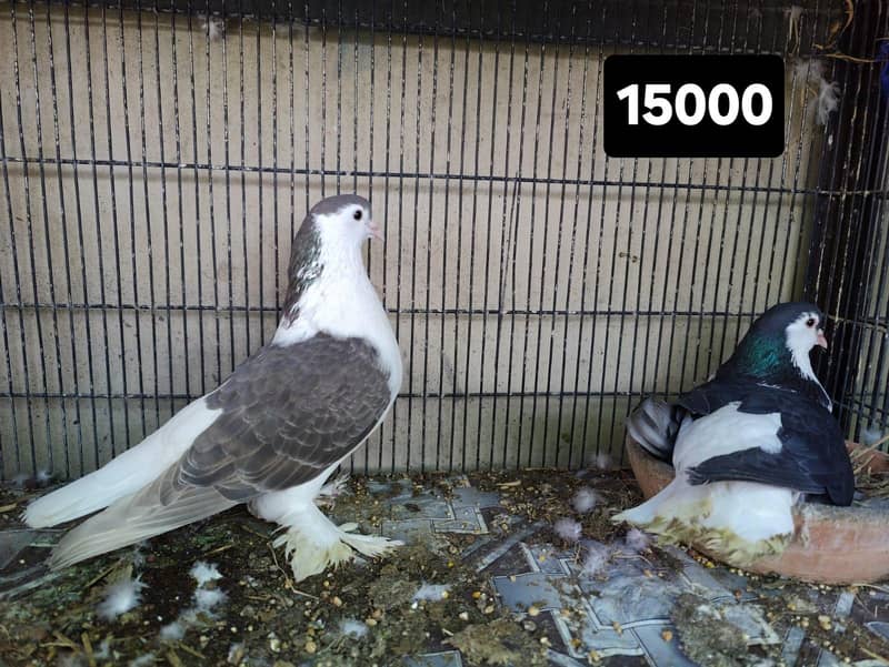 Fancy pigeons different prices 6