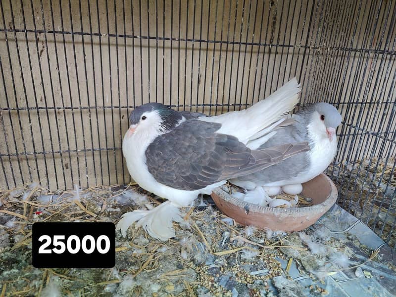 Fancy pigeons different prices 7