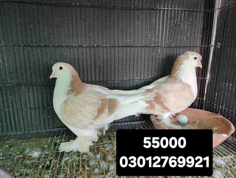 Fancy pigeons different prices 8