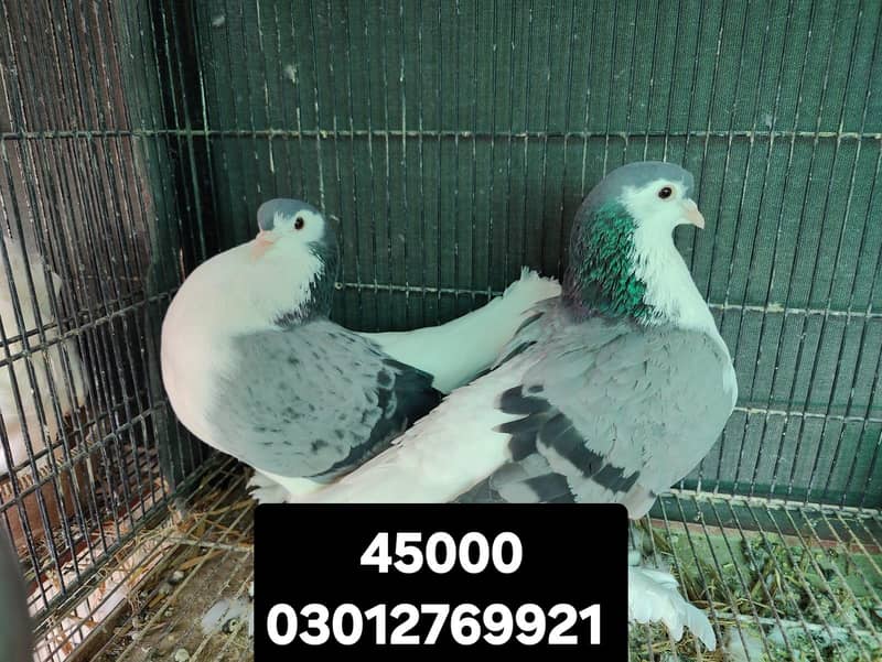 Fancy pigeons different prices 9