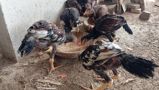 breeder and young birds