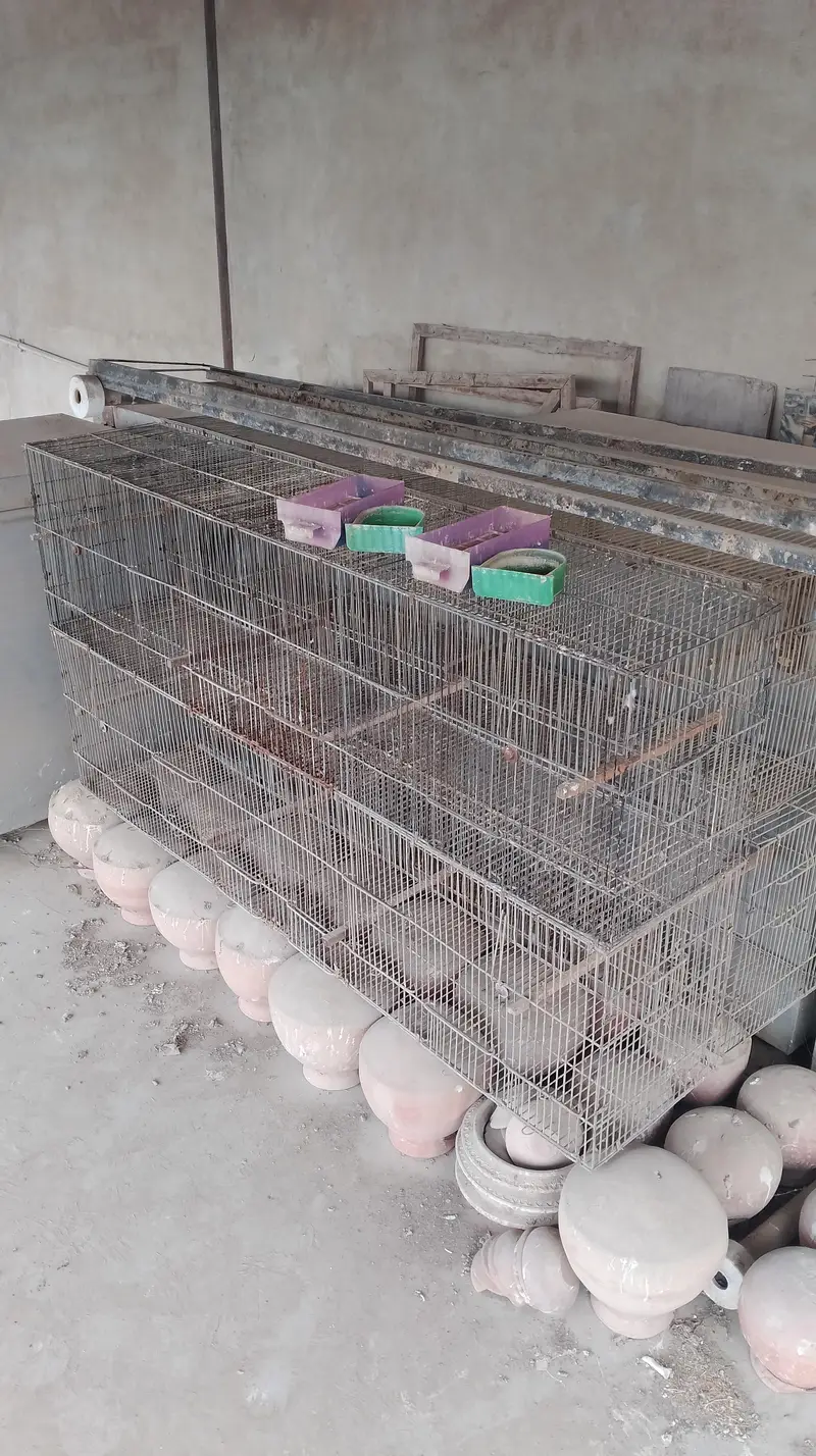 Jahangir cage — photo 2