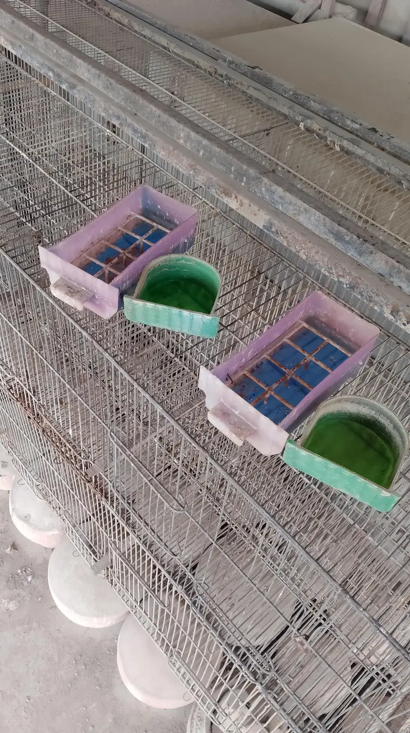 Jahangir cage — photo 4