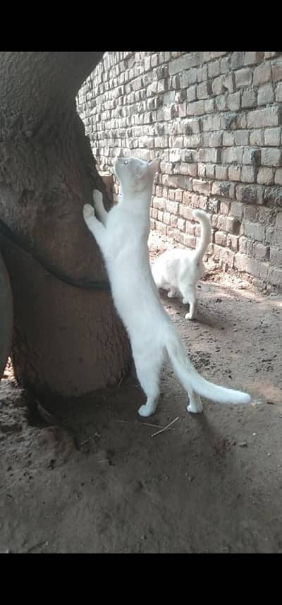 pure white persion Cate for sale active healthy &nisata