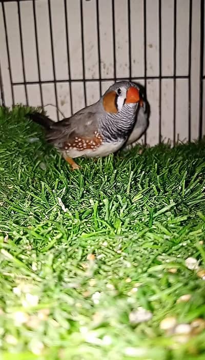 Zebra Finch Exibition size  Breeder pair