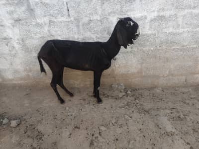 Hotal BeeTal goat for sale