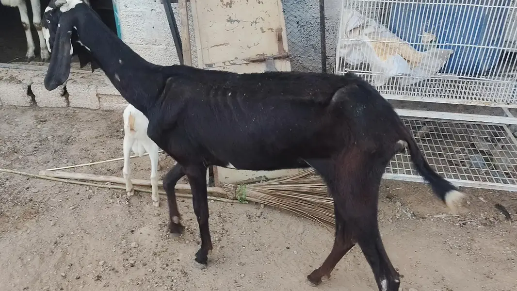 Hotal BeeTal goat for sale — photo 2