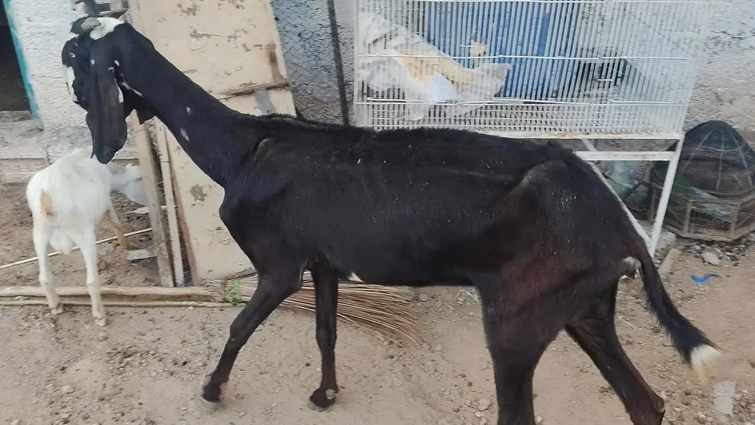 Hotal BeeTal goat for sale — photo 3