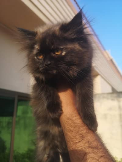 Persian Female Triple coated Kitten